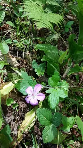 Foto dokumenter Geranium maximowiczii