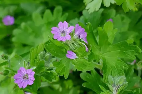 Foto dokumenter Geranium molle