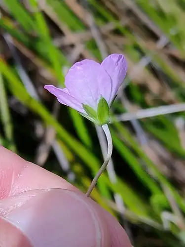 Foto dokumenter Geranium neglectum
