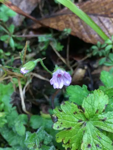 Foto dokumenter Geranium nepalense