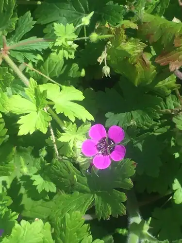 Foto dokumenter Geranium ocellatum