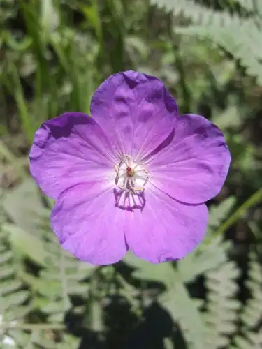 Foto dokumenter Geranium oreganum