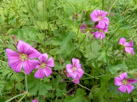 Foto dokumenter Geranium polyanthes