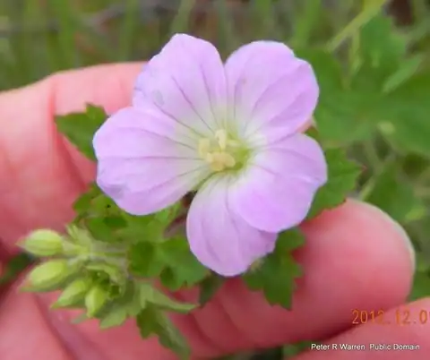 Foto dokumenter Geranium pulchrum