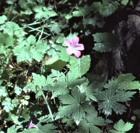 Foto dokumenter Geranium rectum