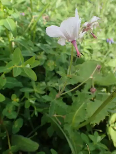 Foto dokumenter Geranium refractum