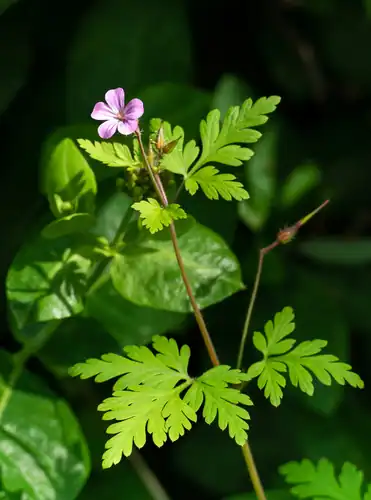 Foto dokumenter Geranium robertianum