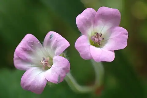 Foto dokumenter Geranium rotundifolium