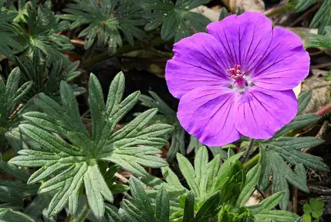 Foto dokumenter Geranium sanguineum