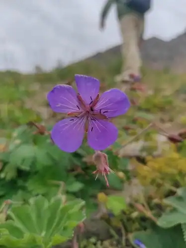 Foto dokumenter Geranium saxatile