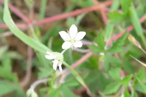 Foto dokumenter Geranium seemannii