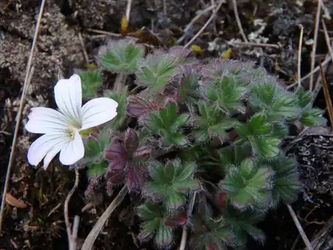 Foto dokumenter Geranium sibbaldioides