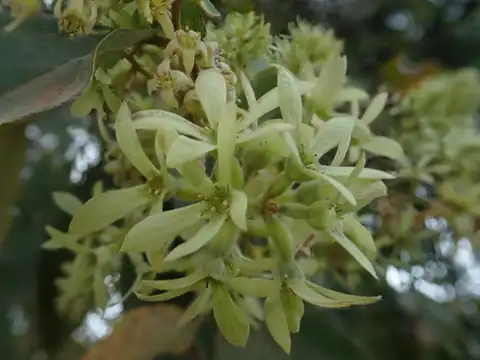 Foto dokumenter Getonia floribunda