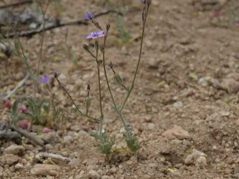 Foto dokumenter Gilia inconspicua