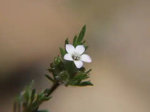 Foto dokumenter Gilia laciniata