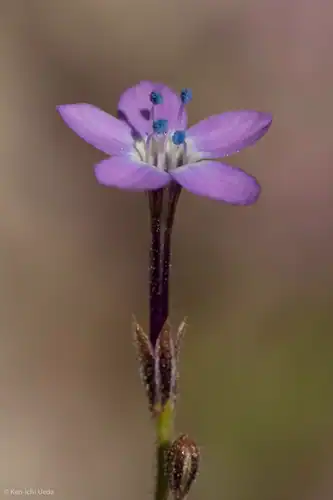 Foto dokumenter Gilia tenuiflora