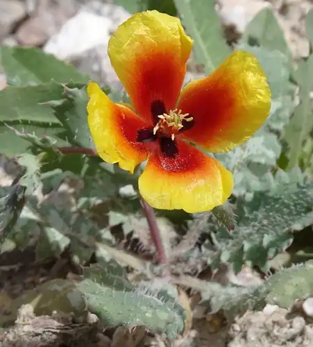 Foto dokumenter Glaucium elegans