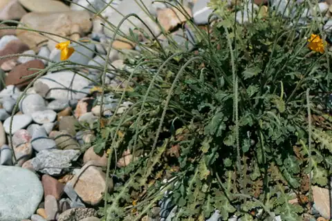 Foto dokumenter Glaucium fimbrilligerum