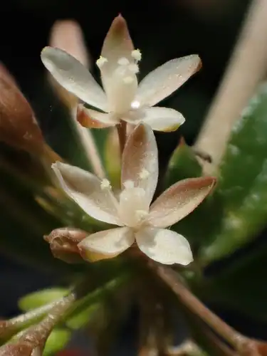 Foto dokumenter Glinus oppositifolius