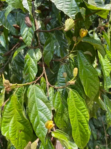 Foto dokumenter Glyphaea brevis
