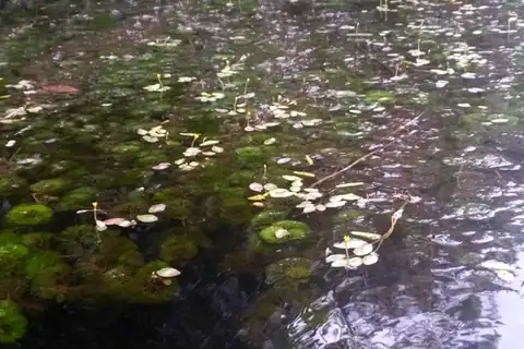 Foto dokumenter Cabomba aquatica