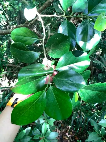 Foto dokumenter Gomphandra luzoniensis
