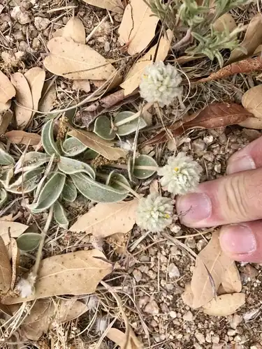 Foto dokumenter Gomphrena caespitosa