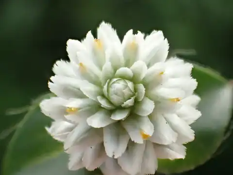 Foto dokumenter Gomphrena serrata