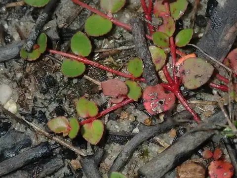Foto dokumenter Gonocarpus micranthus