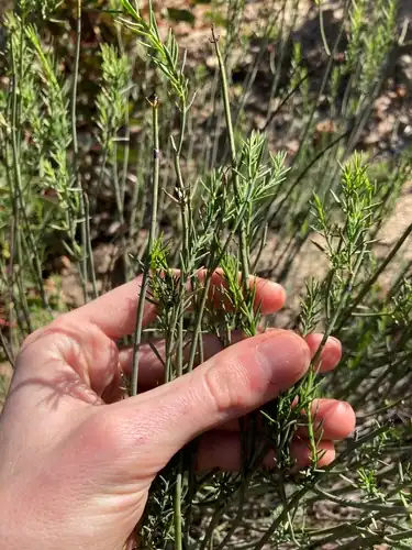 Foto dokumenter Gonocarpus pithyoides
