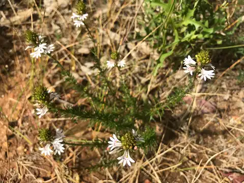 Foto dokumenter Goodenia fasciculata