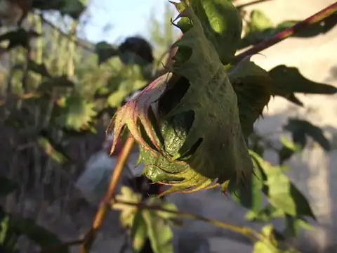 Foto dokumenter Gossypium barbadense