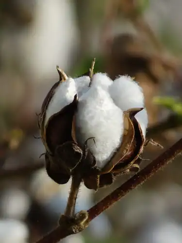 Foto dokumenter Gossypium herbaceum