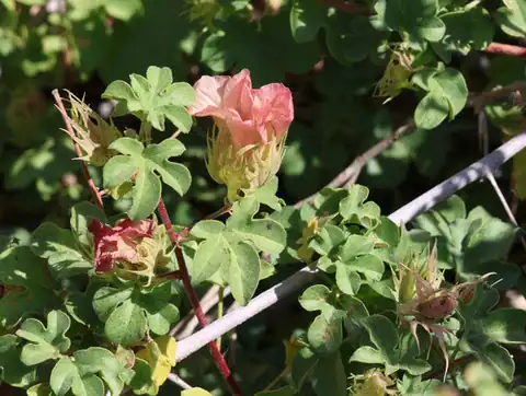Foto dokumenter Gossypium stocksii