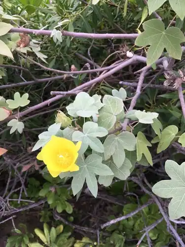 Foto dokumenter Gossypium tomentosum
