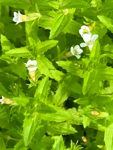 Foto dokumenter Gratiola viscidula