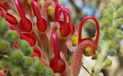 Foto dokumenter Grevillea banksii