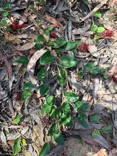 Foto dokumenter Grevillea laurifolia