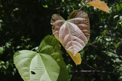 Foto dokumenter Grewia asiatica