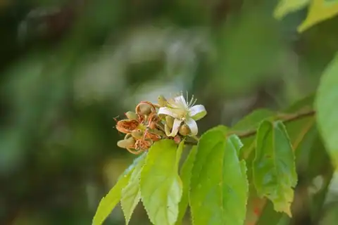 Foto dokumenter Grewia orientalis