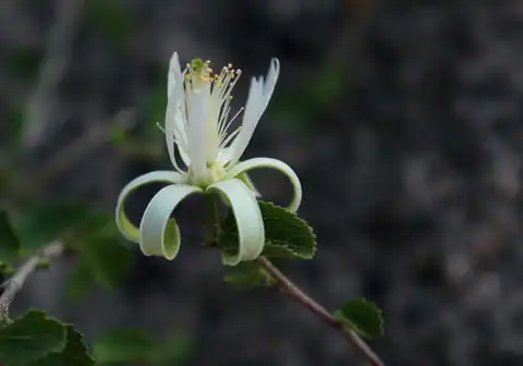 Foto dokumenter Grewia tenax