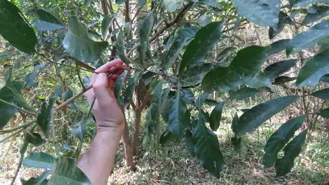 Foto dokumenter Guarea macrophylla