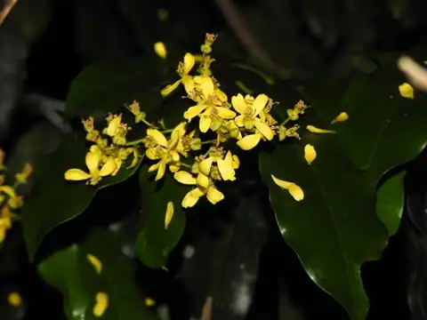 Foto dokumenter Guilfoylia monostylis
