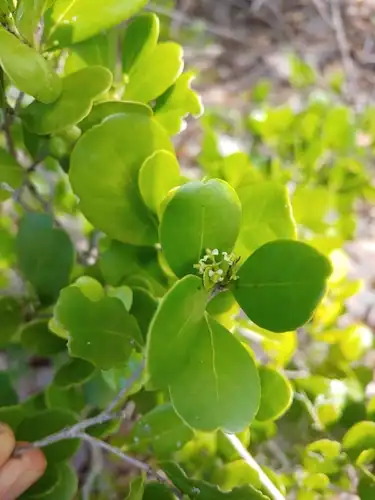 Foto dokumenter Gyminda latifolia