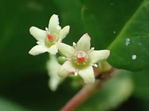 Foto dokumenter Gymnosporia diversifolia