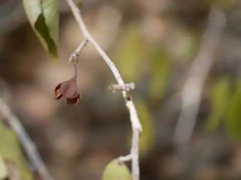 Foto dokumenter Gymnosporia puberula