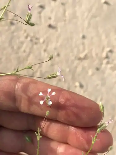 Foto dokumenter Gypsophila pilosa