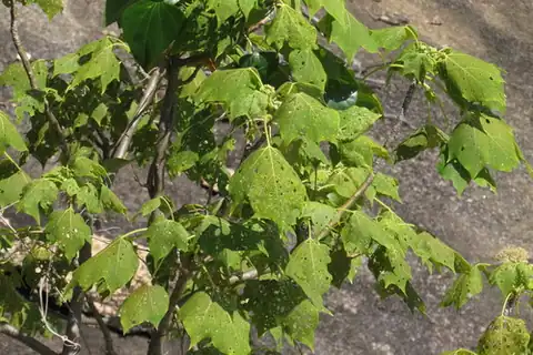 Foto dokumenter Gyrocarpus americanus