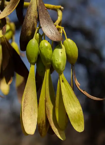 Foto dokumenter Gyrocarpus jatrophifolius