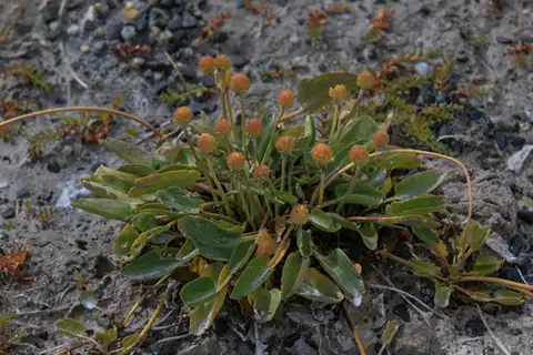 Foto dokumenter Halerpestes ruthenica